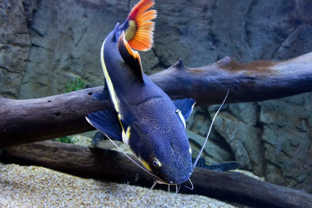 Red tailed catfish