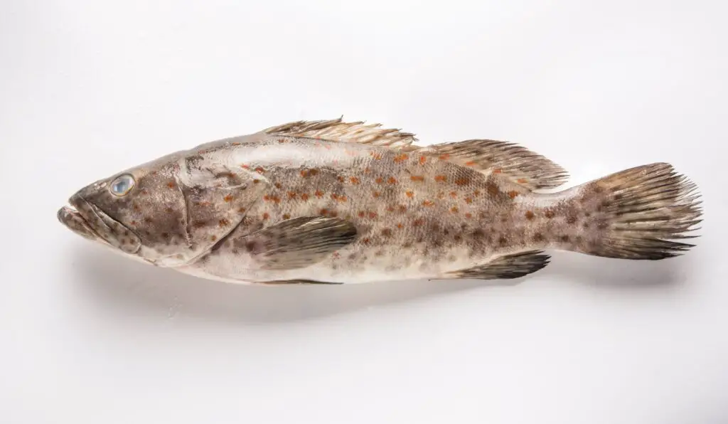 Grouper on a white background