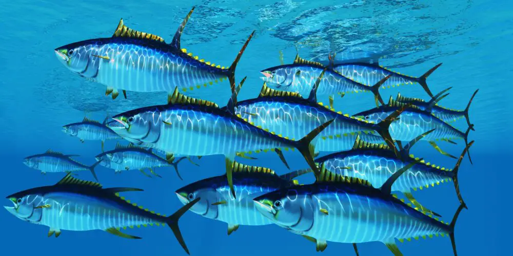 School of Yellowfin Tuna