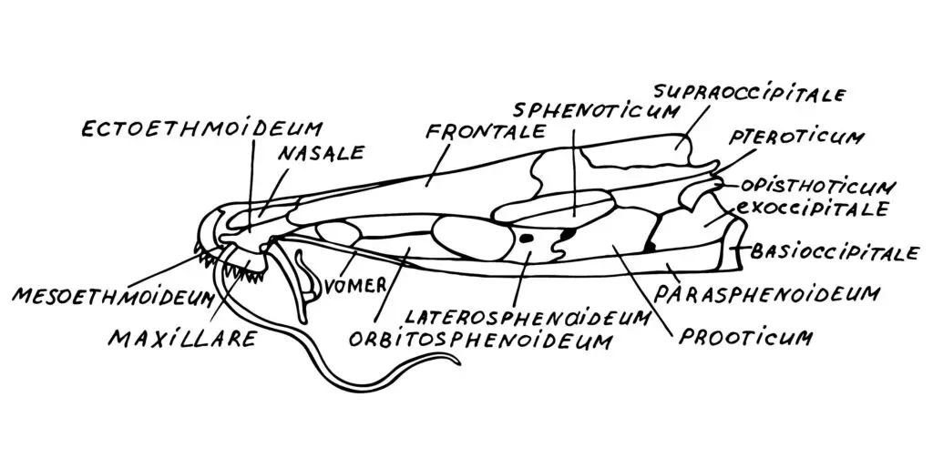 Catfish head anatomy