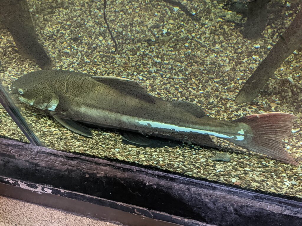 Red tailed catfish at the Fort Worth Zoo