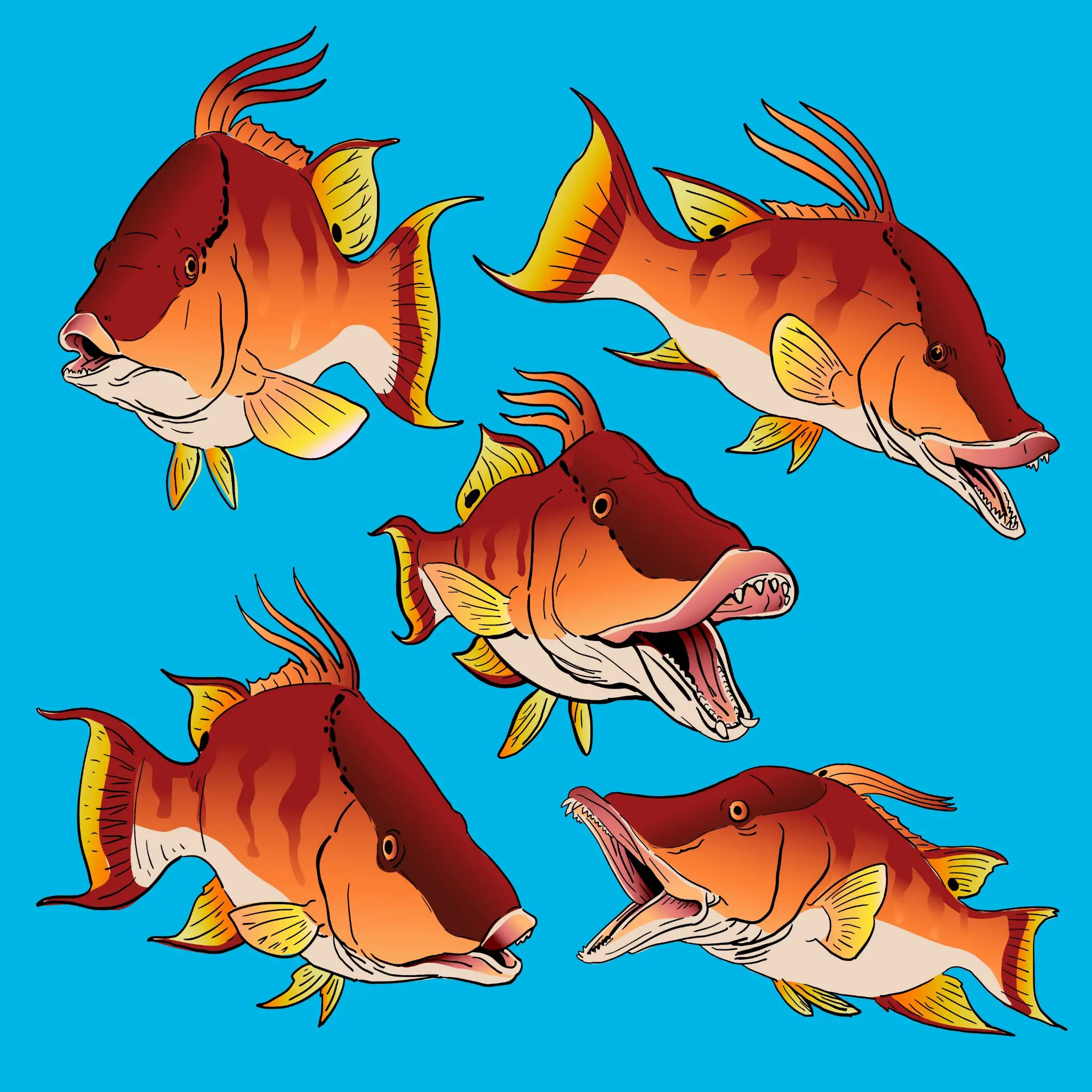 Hogfish