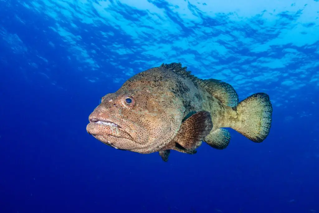 Large Grouper in Water