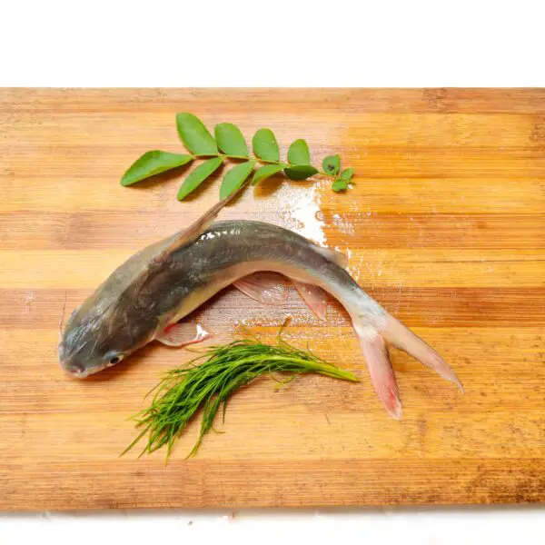 Saltwater Catfish - Gaff topsail catfish on a cutting board