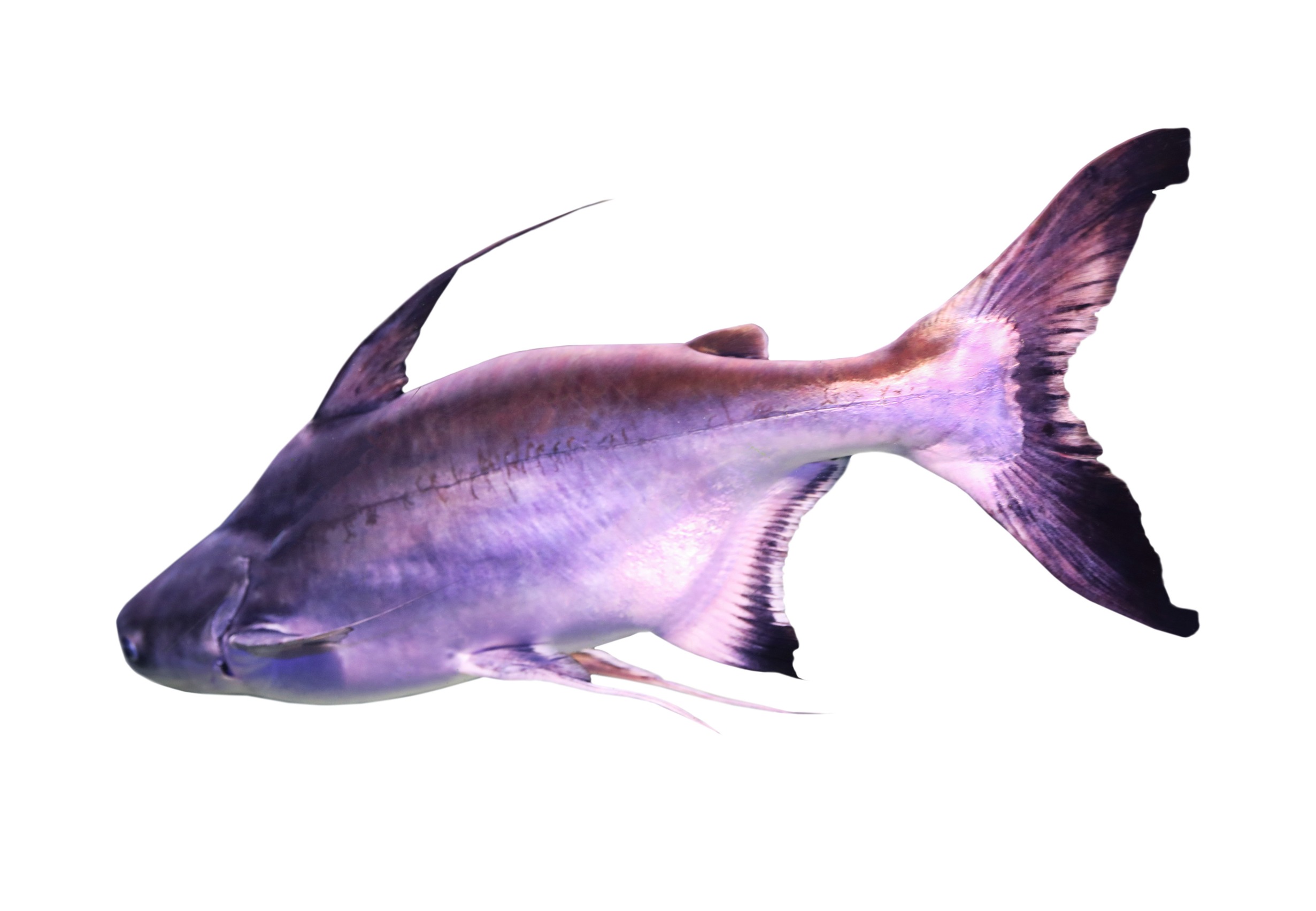 Saltwater Catfish- Gaff topsail catfish
