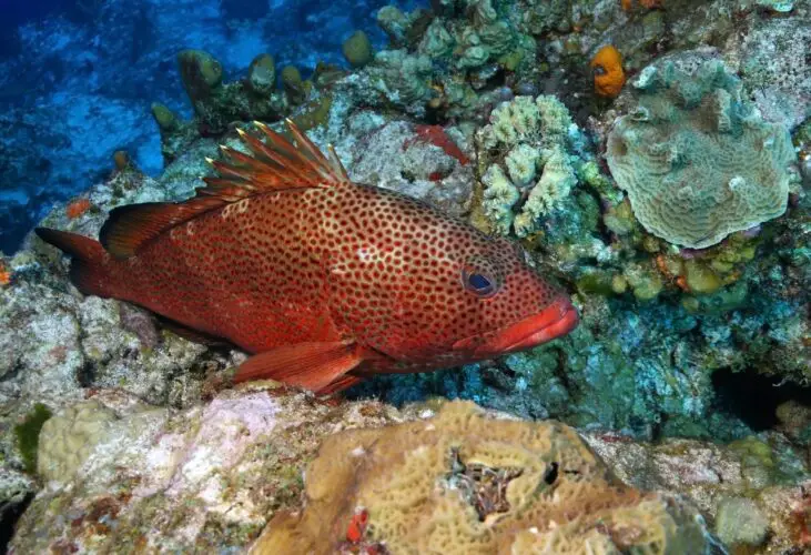 Red hind grouper, or rock hind grouper