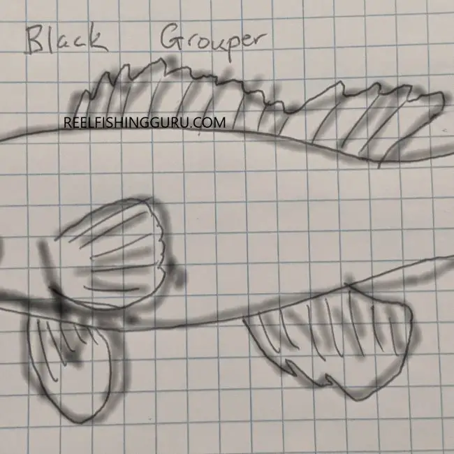 Red Grouper vs Black Grouper Comparison Which is the Better Fish