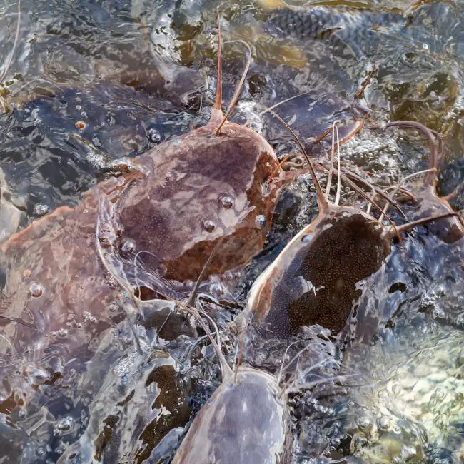 Are Catfish Bottom Feeders? Reel Fishing Guru