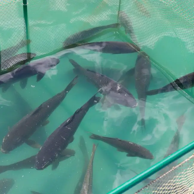 What is an Electric Catfish? Reel Fishing Guru