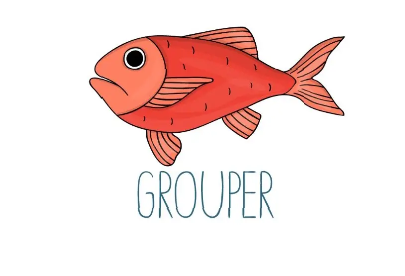 grouper