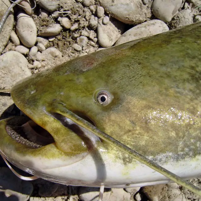 Do Groupers Have Teeth? Reel Fishing Guru