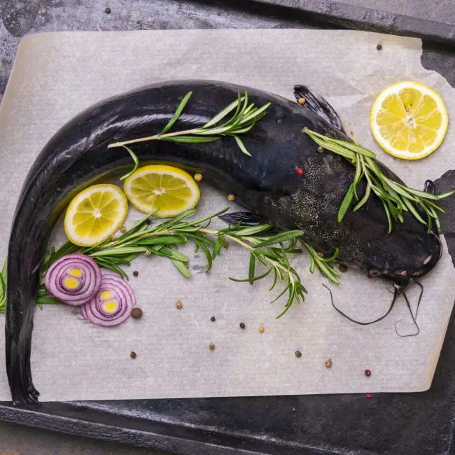 What is a Mud Catfish? Reel Fishing Guru