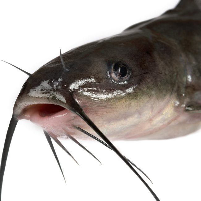 Can You Eat Catfish Skin? Reel Fishing Guru