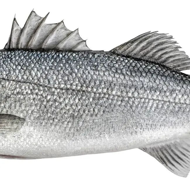 What Is the Difference Between Grouper and Snapper? Reel Fishing Guru