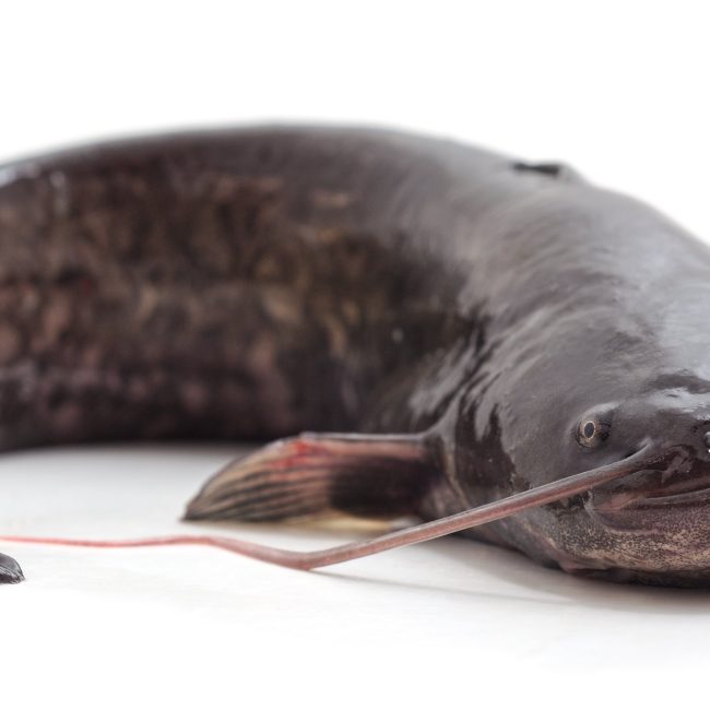 What is a Bullhead Catfish? Reel Fishing Guru