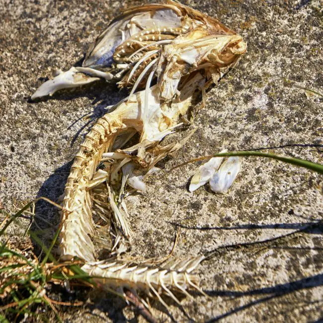 Why do Catfish Smell Bad? Reel Fishing Guru