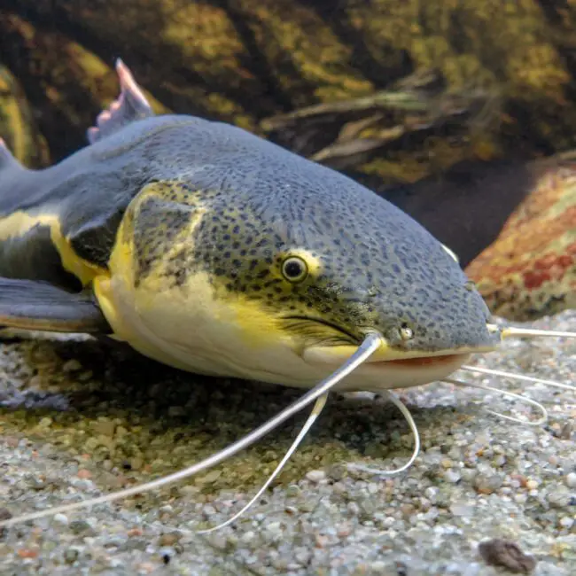 What Is a Catfish Algae Eater? Reel Fishing Guru