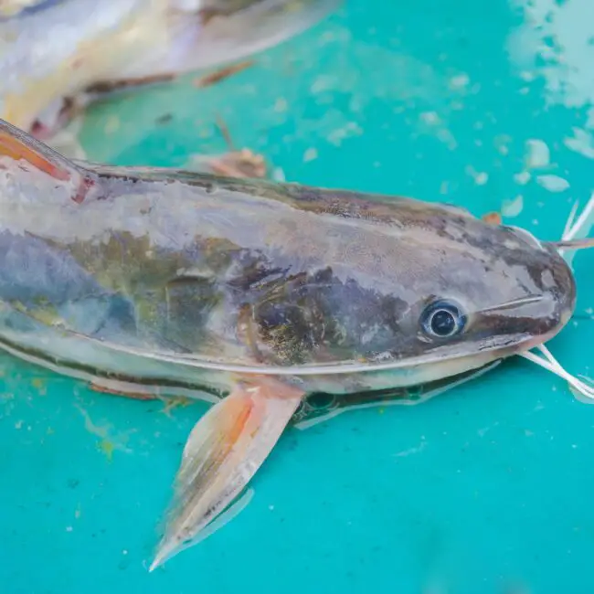 Differences between Catfish and Carp Reel Fishing Guru