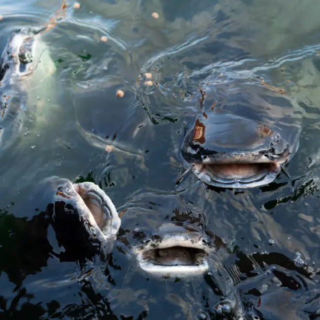 Differences Between Catfish and Trout Reel Fishing Guru