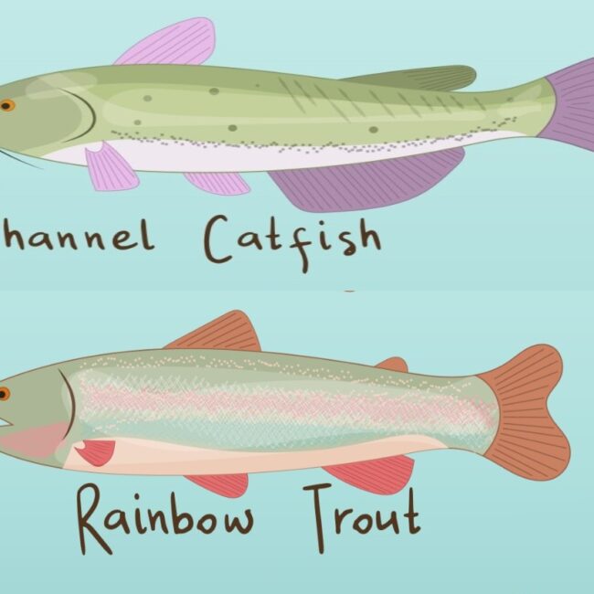Differences between Catfish and Carp Reel Fishing Guru