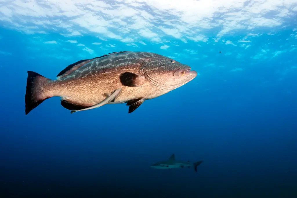 Nassau grouper