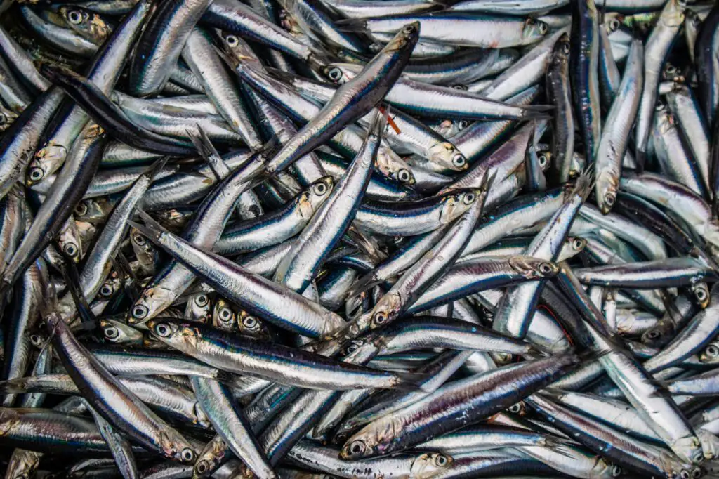 Anchovies