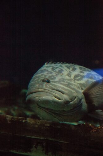 Broomtail Grouper