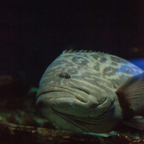 Broomtail Grouper