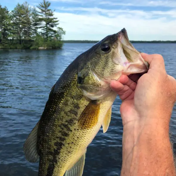 Caught Largemouth Bass