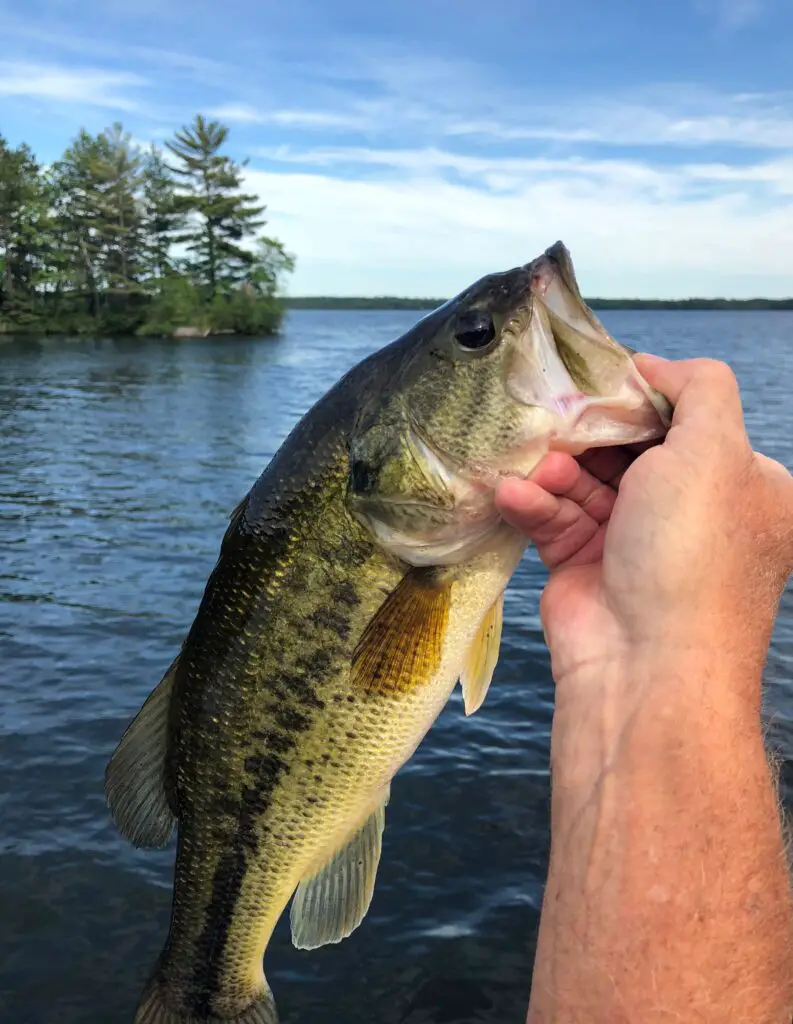 Caught Largemouth Bass