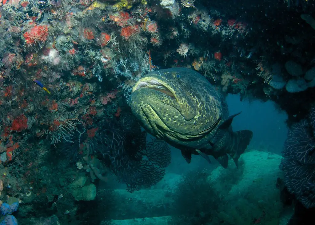 Goliath Grouper