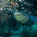 Goliath Grouper