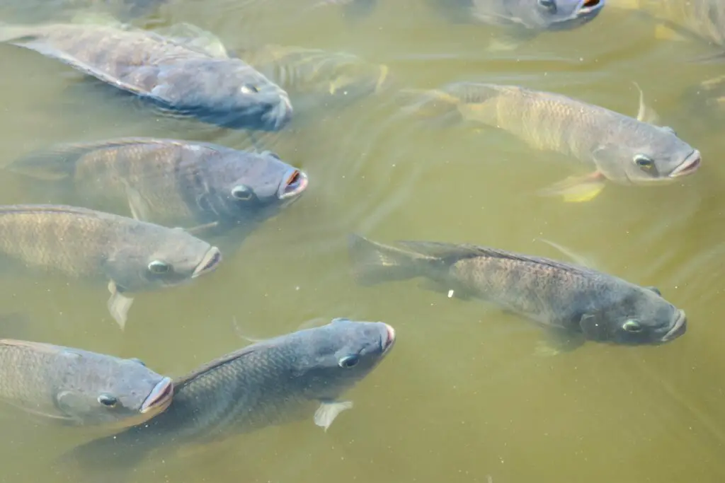 Group of Tilapia