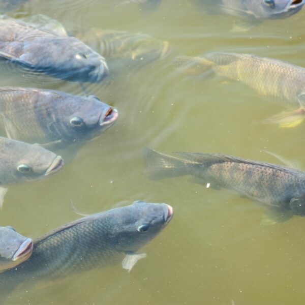 Group of Tilapia