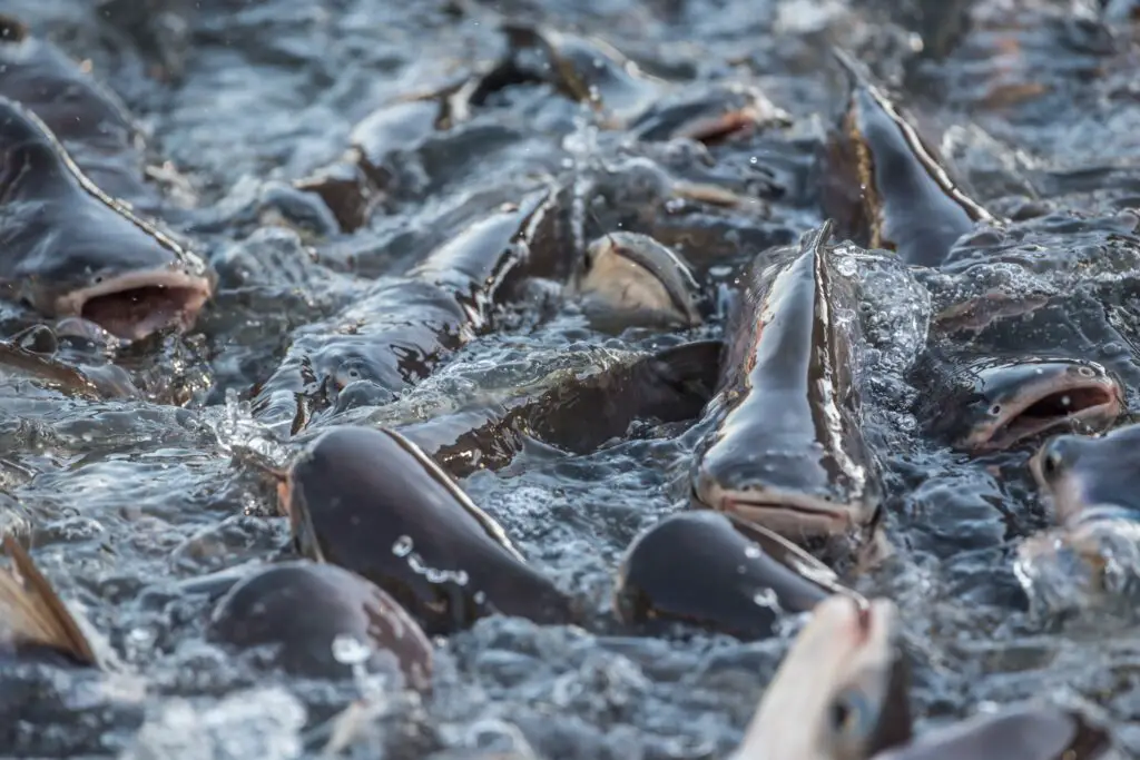 Group of catfish eating