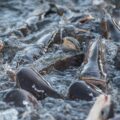 Group of catfish eating