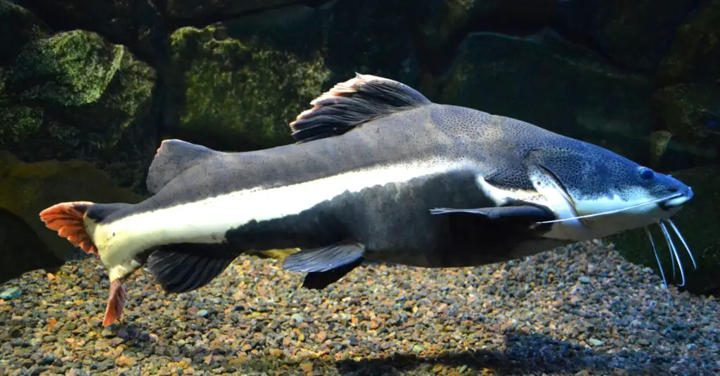 Large red tailed catfish