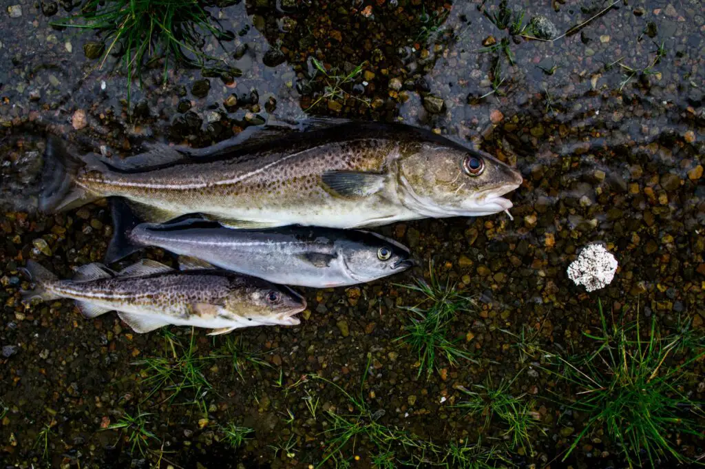 Pollock and Cod