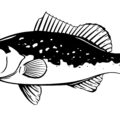 Red Grouper Drawing