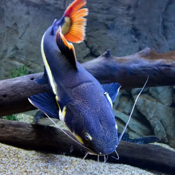 Red tailed catfish