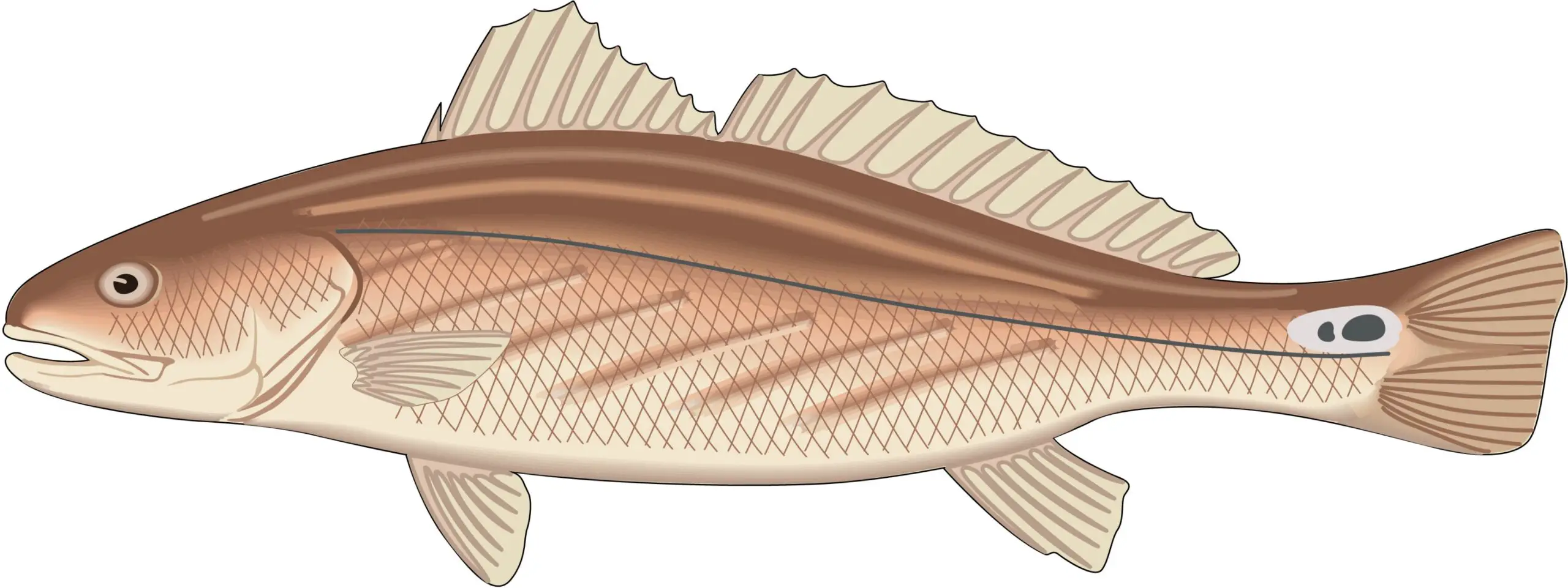 Red Drum or Channel Bass or Redfin