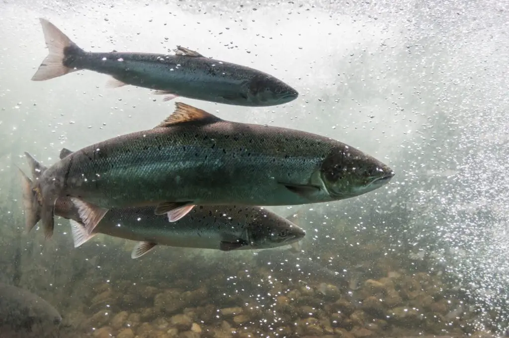 Salmon swimming in a river