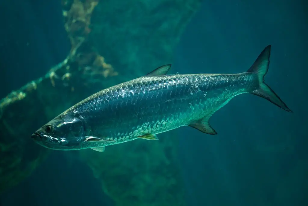 Atlantic Tarpon