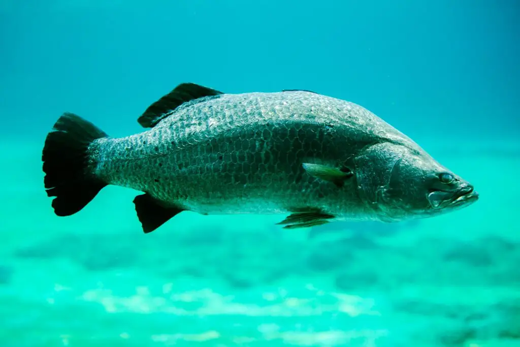 Barramundi