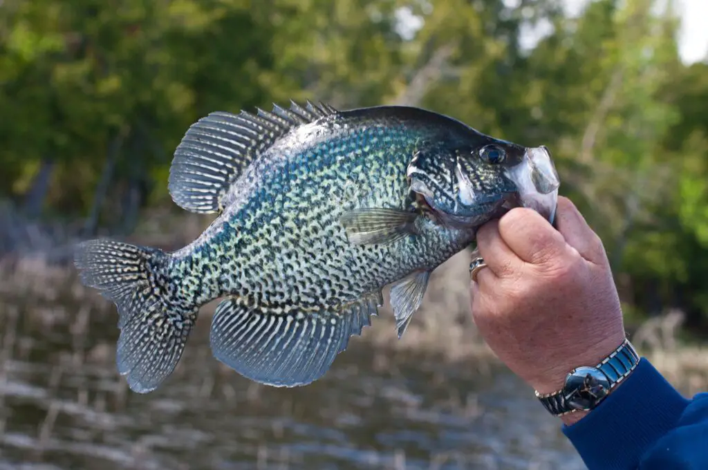 Crappie