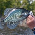 Crappie