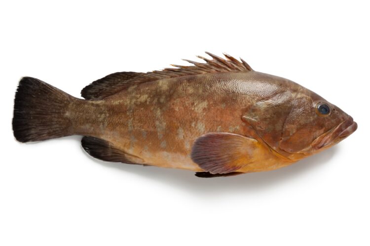 Dusky Grouper