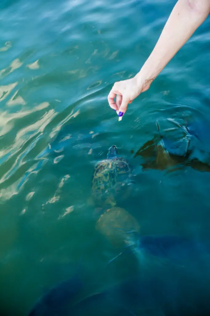 Feeding a Catfish