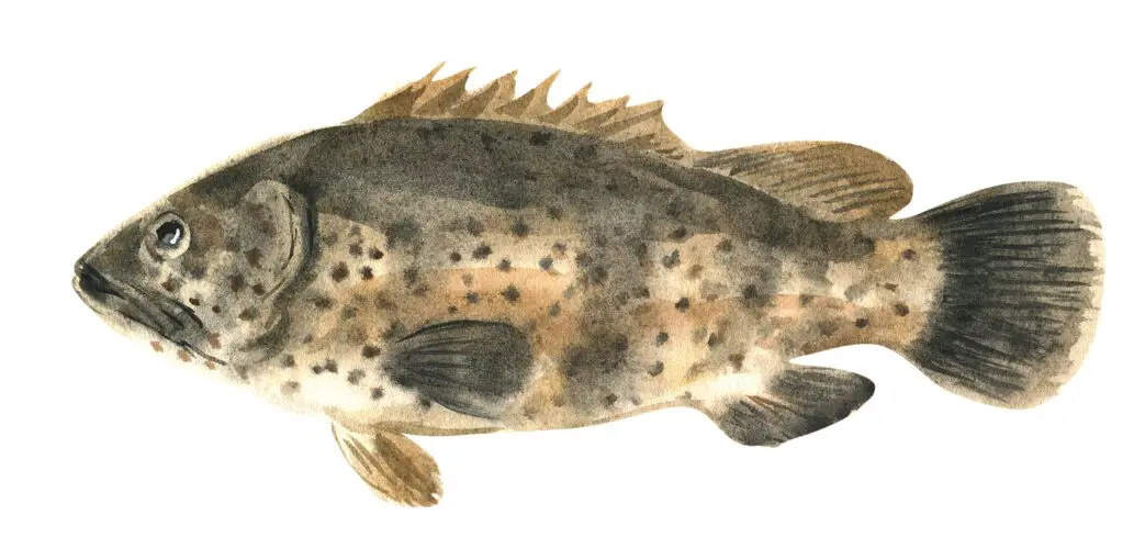 Grouper Illustration