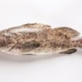 Grouper on a white background